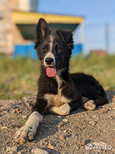 Щенок в добрые руки бесплатно собака