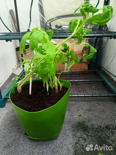 Помидоры черри