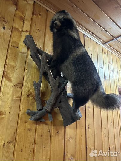 Чучело енота (имитация)