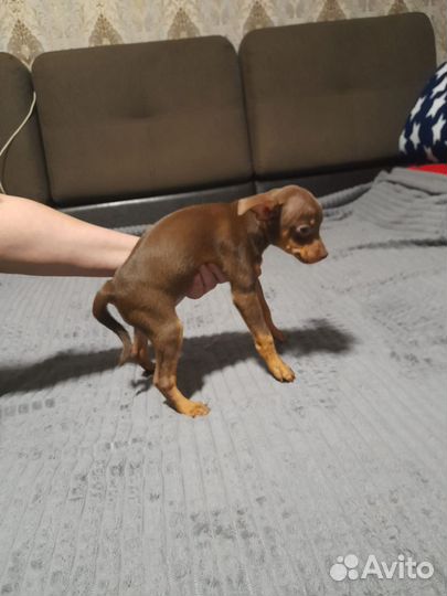 Той-терьер щенки