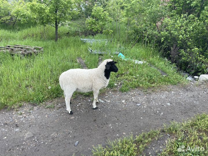 Бараны дорпер