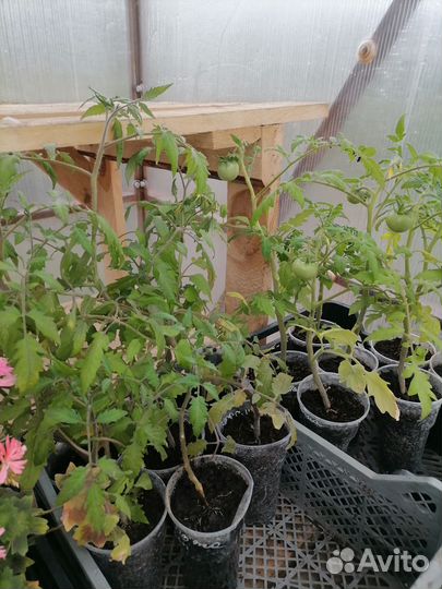 Рассада помидор