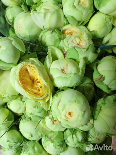 101 роза,51 роза,Кустовая роза