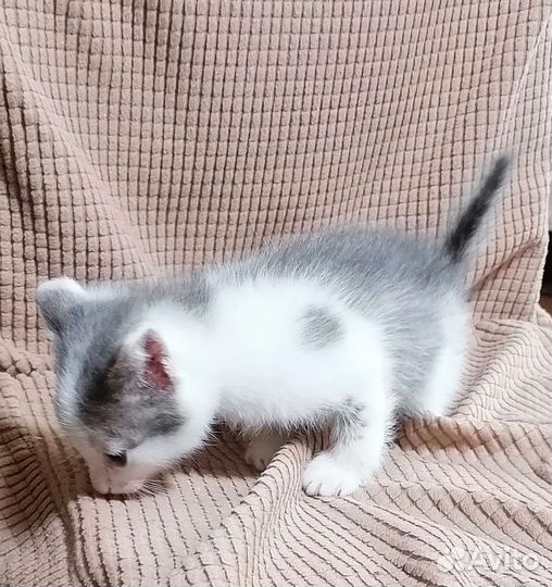 Кошка в дар бесплатно