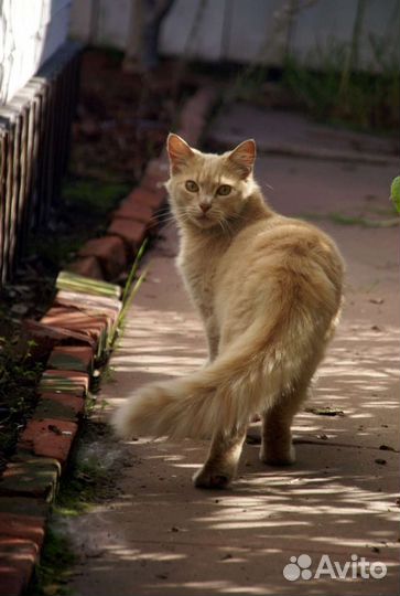 Кошка в дар бесплатно