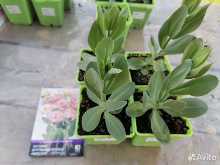 Эустома (рассада)