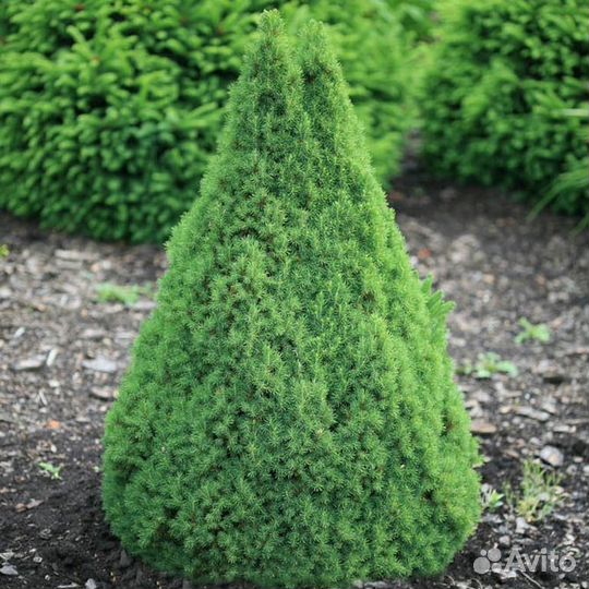 Канадская ель (глаука) Коника 60-70см