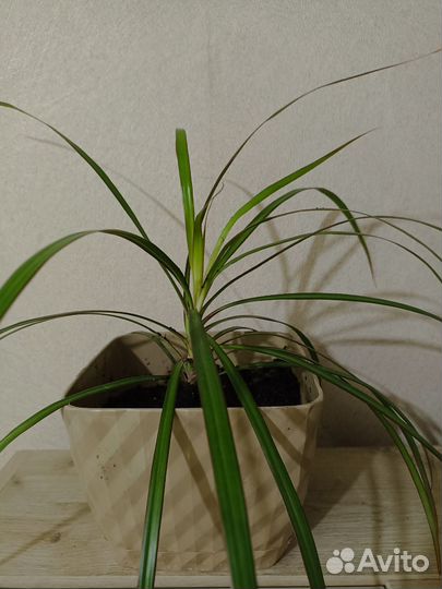 Пальма драцена