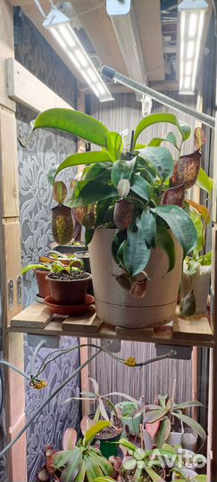 Непентес Хукериана