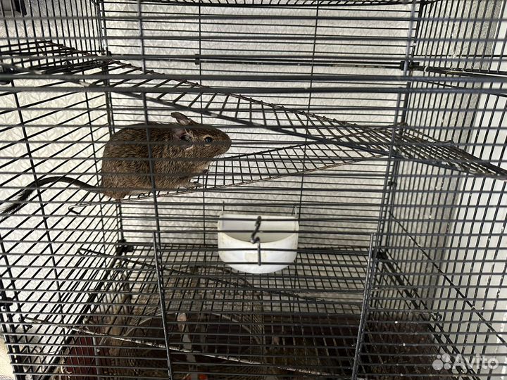 Белки Дегу с клеткой