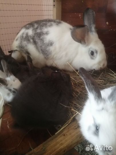 Кролик и на мясо и на развод мясные породы