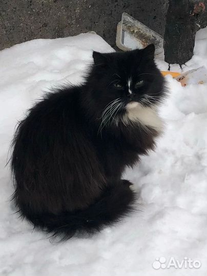 Котик в добрые ручки