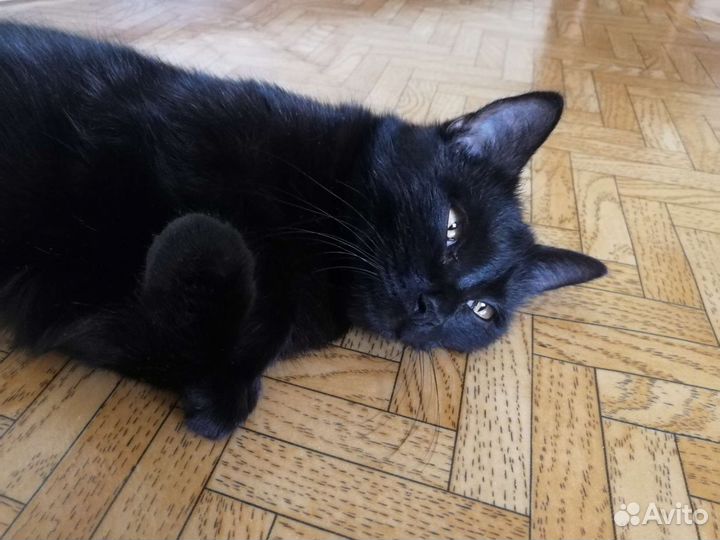 Кошка в добрые руки