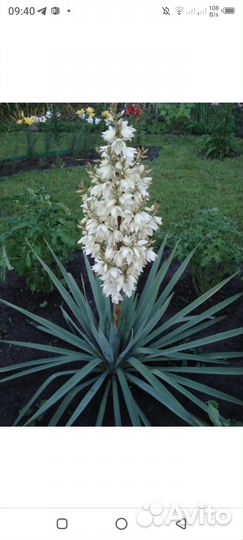 Саженцы многолетних цветов