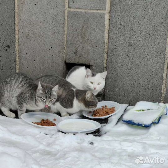 Котята бесплатно