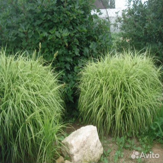 Осока пальмолистная