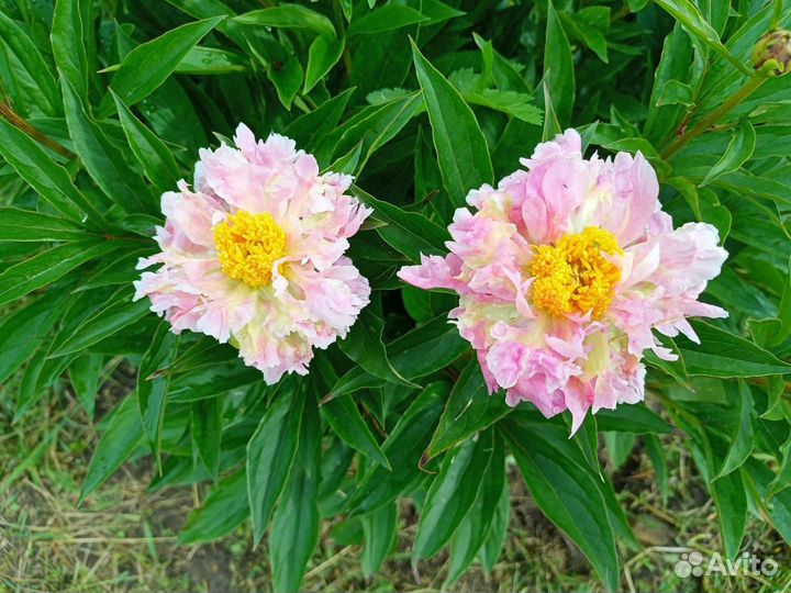 Пион Пинг Шпицер