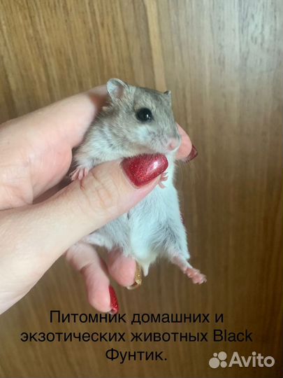 Песчанки и хомяки