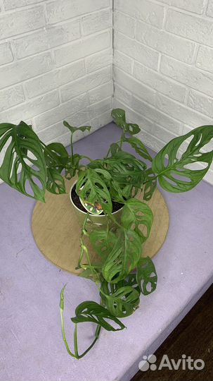 Монстера адонсона