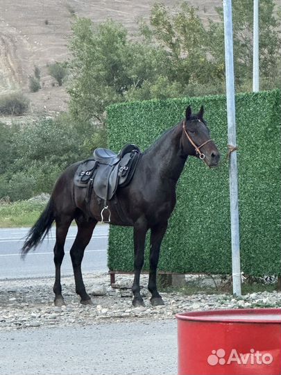 Лошадь жеребец