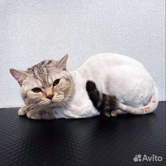 Стрижка собак и кошек. Груминг