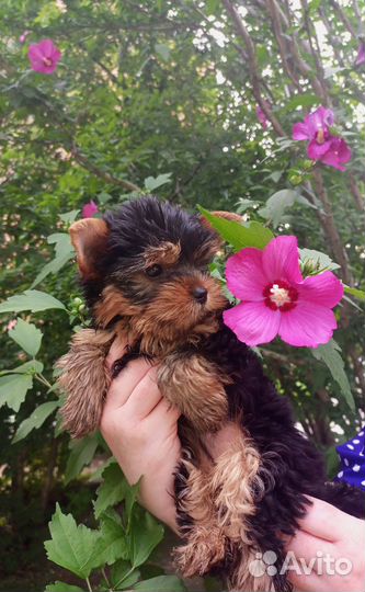 Йорки девочки