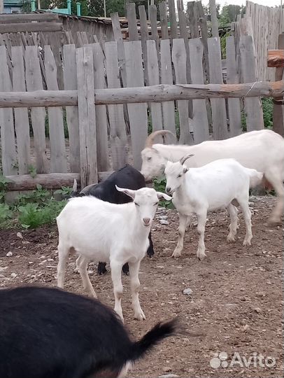 Козы и козлы