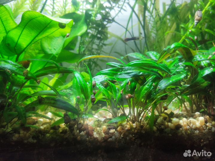 Рыбки и Растения для аквариума