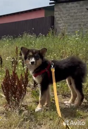 Шенок из приюта бесплатно в добрые руки