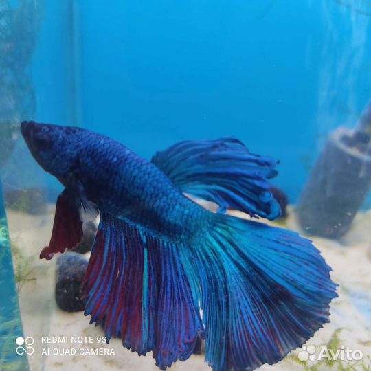 Рыбка петушок