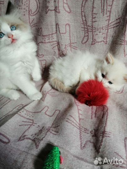 Рэгдолл детишки пушистики