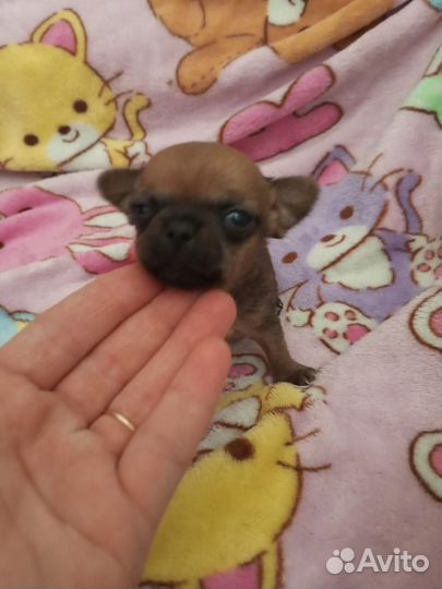 Щенки чихуахуа