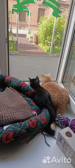 Черный котенок