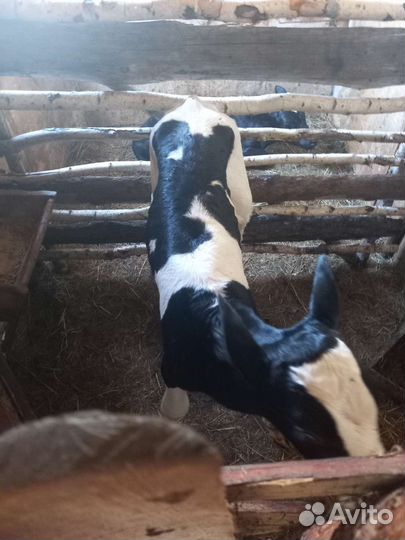 Бычки голштины