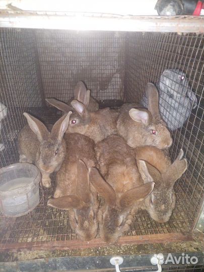 Кролик, мясо кролика