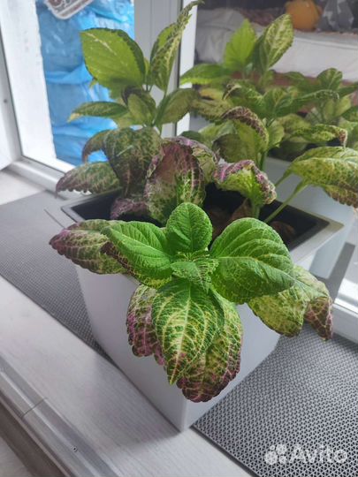 Кашпо с цветком или без