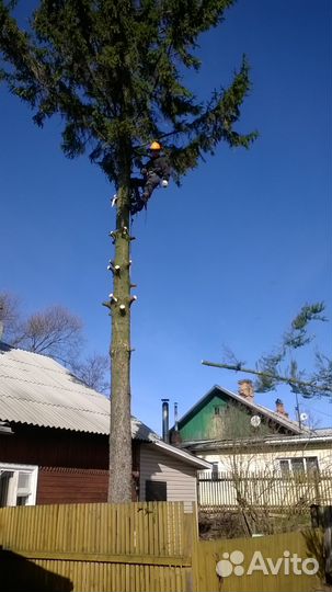 Спил деревьев