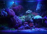 LED светильники для рифовых аквариумов