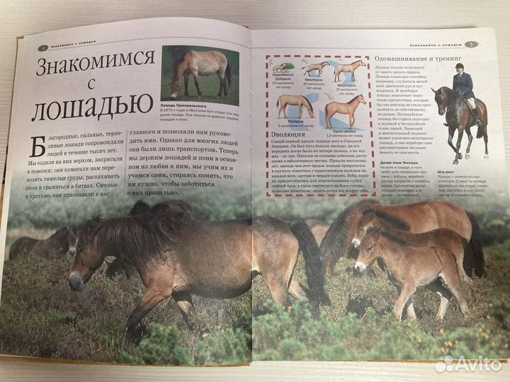 Книга Лошади и пони. Иллюстрированная энциклопедия
