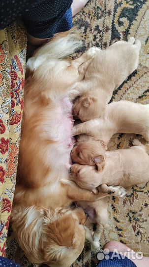 Щенки алопекис