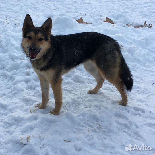 Молоденькая собачка