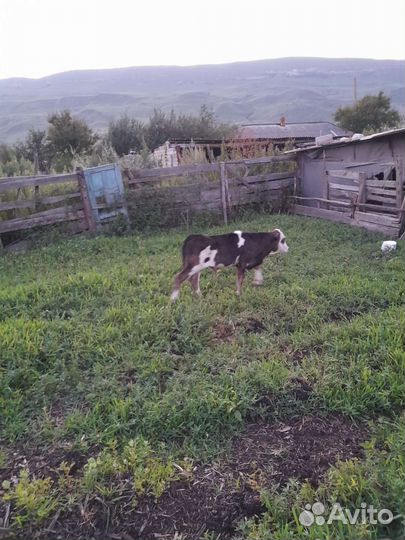 Теленок бычок