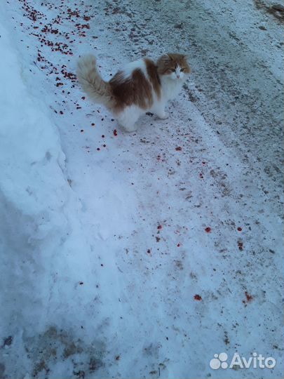 Ищет надёжных хозяев