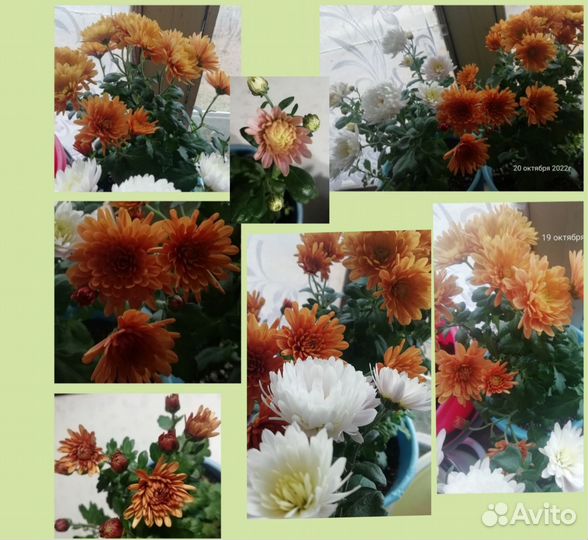 Хризантемы мультифлора