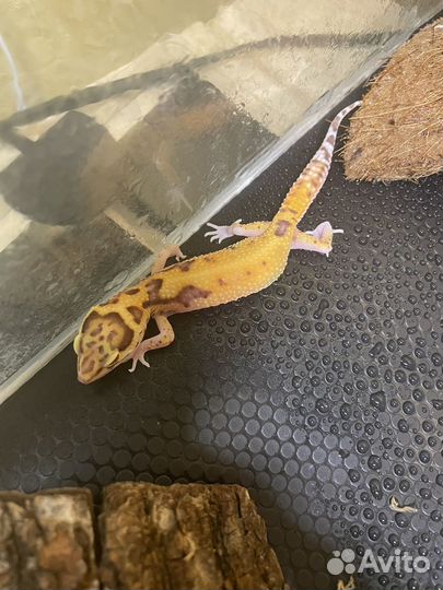 Ящерица эублефар