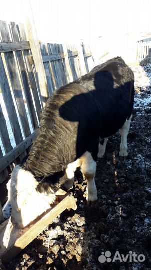 Бычки и быки