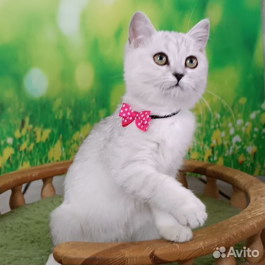 Британская шиншилла девочка