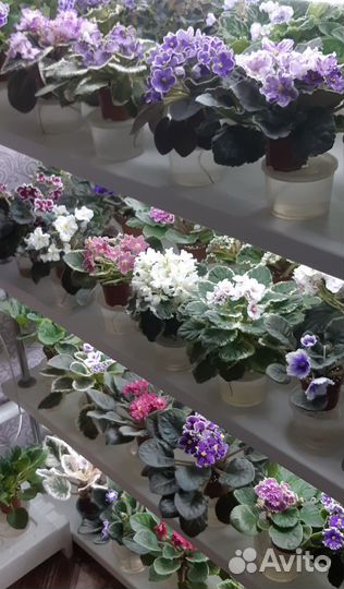 Листочки сортовых фиалок