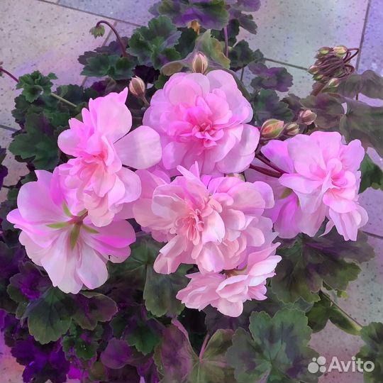 Пеларгония герань