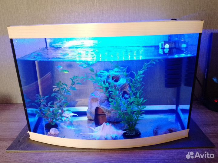 Данио и рыбка петушок большая